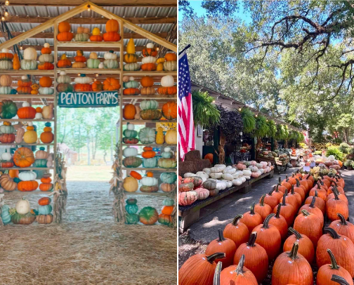 Fall Activities in Alabama cover photo collage