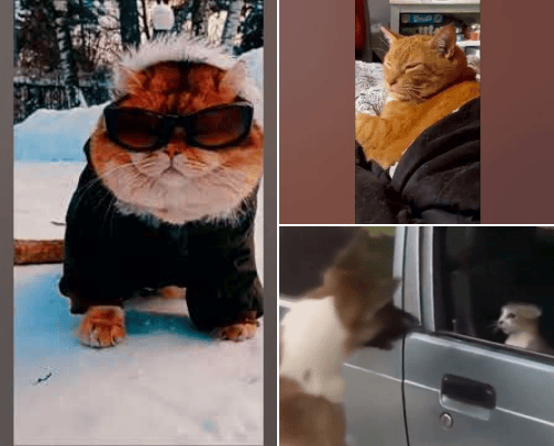 Animales chistosos cover photo collage