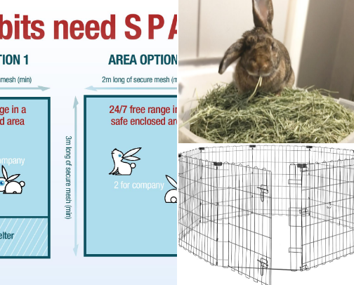 Bunny essentials! cover photo collage