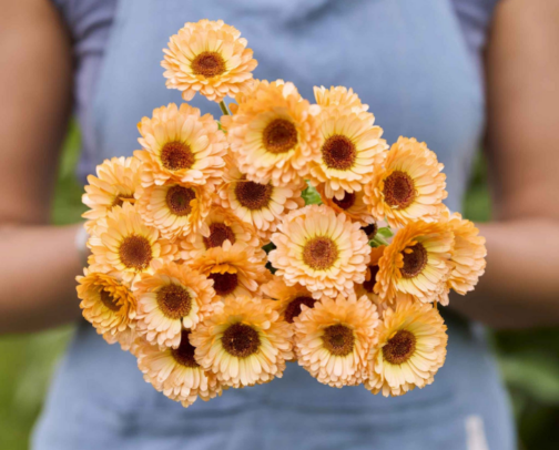 Cat Friendly Blooms: Non-Toxic Cut Flowers cover photo collage