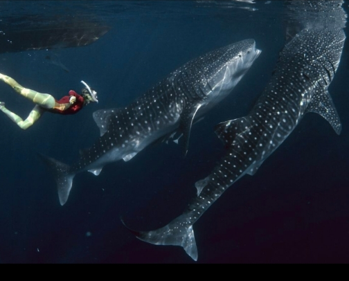Tour whaleshark Sumbawa Via Lombok cover photo collage