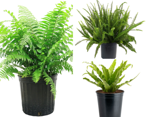 Bathroom Plants That Actually Thrive on Shower Steam and Low Light cover photo collage