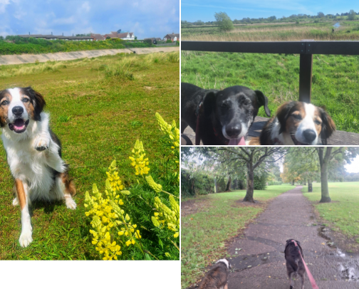 Beautiful Places to Walk in and around Lowestoft cover photo collage