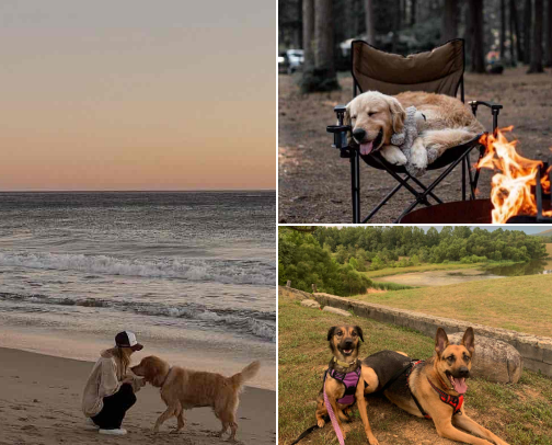 Dog Days Made Easy: Essentials for Every Pup cover photo collage