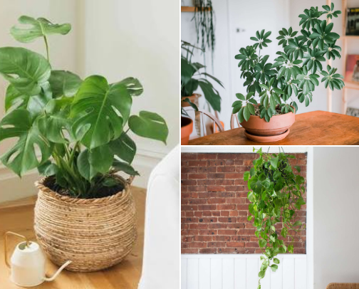 Beginner Friendly Plants You Need In Your Home cover photo collage