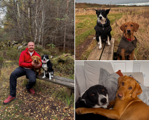 5 Dog Travel Essentials That Make Trips Much Easier 🐶 cover photo collage