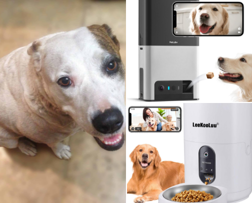 Smart feeding solutions for busy dog parents cover photo collage