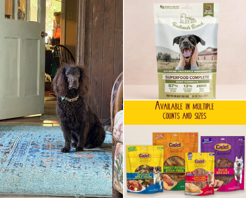 One spoiled Boykin Spaniel living his best life cover photo collage