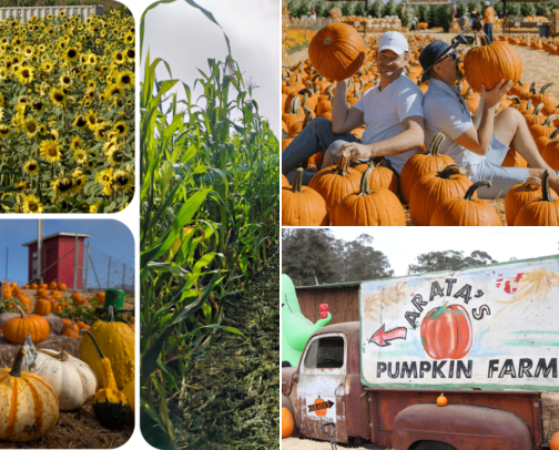 Fun Fall Things to Do in the Bay Area 🎃🍂 cover photo collage