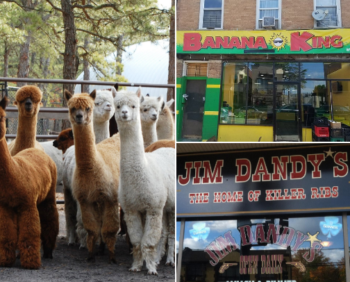 New Jersey To Do: Guide for the Weekends ✈️🚗 cover photo collage