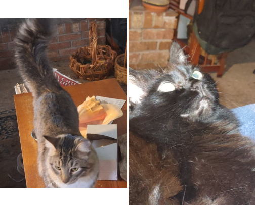 The Foods My Two Cats Currently Like cover photo collage