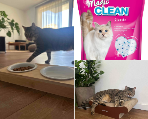 Cat core cover photo collage