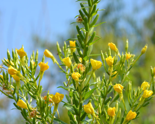 Vitamins and supplements cover photo collage