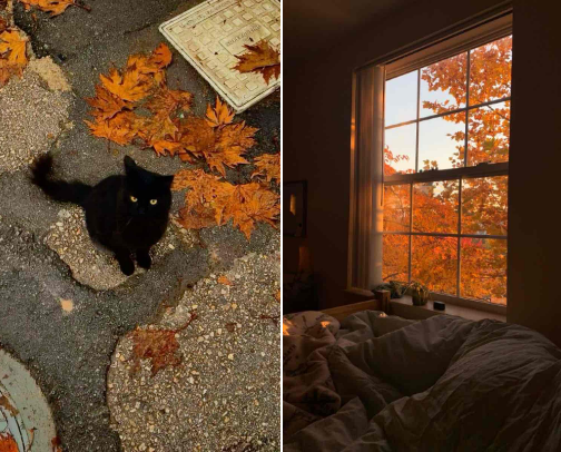 A Fall Bucket List For You 🍂☕️ cover photo collage