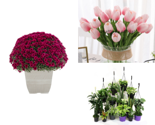 Plants that are suitable for beautifying your home cover photo collage