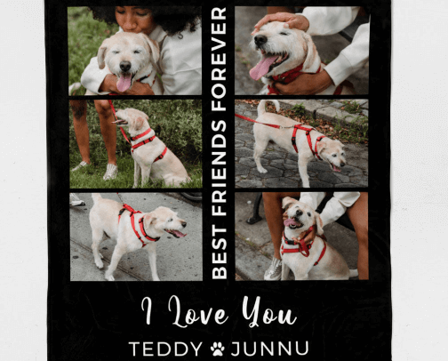 Portraits of Pets ✨ cover photo collage