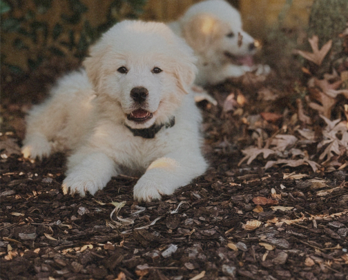 Homestead Favorites for Real Life cover photo collage