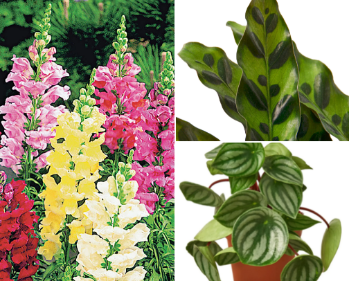 Pet-Friendly Plants cover photo collage