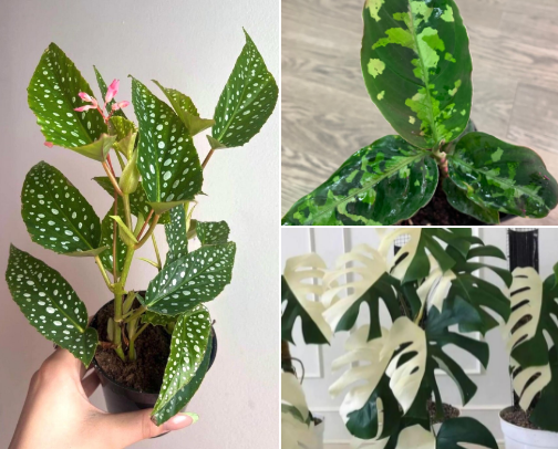 Plants I Want To Add To My Collection cover photo collage