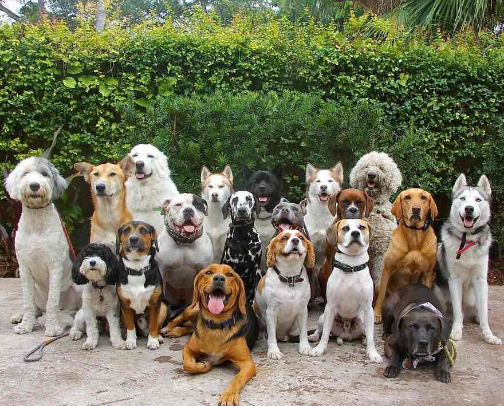 Dog In The Window cover photo collage