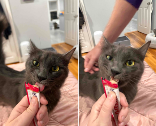 cat food, treats, & bowls  *ੈ✩‧₊˚ cover photo collage