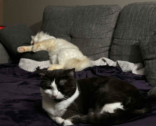 Cat Essentials 🐾 cover photo collage