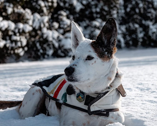 The Good Stuff for Good Dogs: Frenchie Favorites 🐾 cover photo collage
