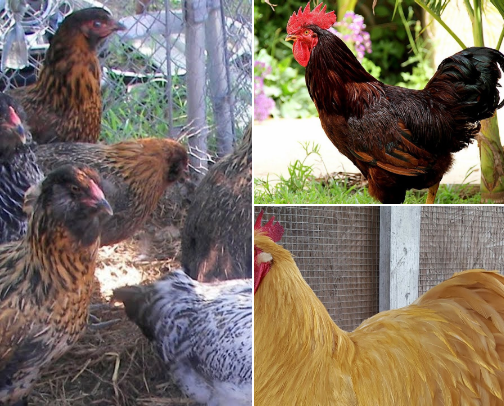 Rainbow Egg Chicken Breeds cover photo collage