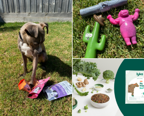 Dog Must Haves cover photo collage