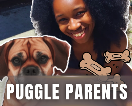 Dog Lovers Essential Toolkit cover photo collage