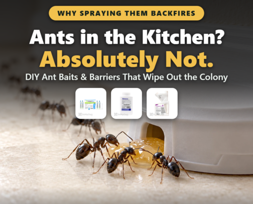 Ants in the Kitchen? Absolutely Not. DIY Ant Baits & Barriers That Wipe Out the Colony cover photo collage