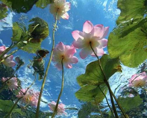Head-to-Toe Heaven shower essentials 🌸🧖🏼‍♀️ cover photo collage