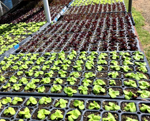 Start Growing Food for Under $50: Beginner Essentials That Actually Work cover photo collage