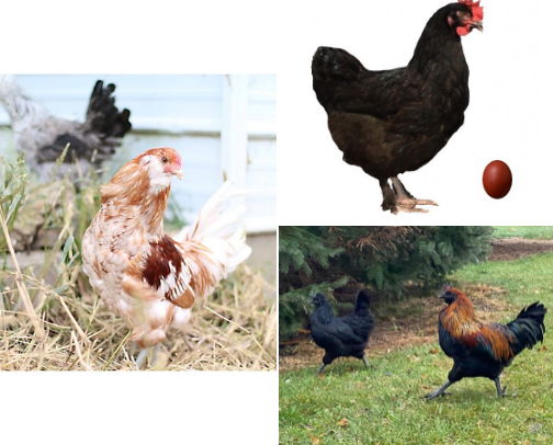 Everything Chicken 🐓 cover photo collage