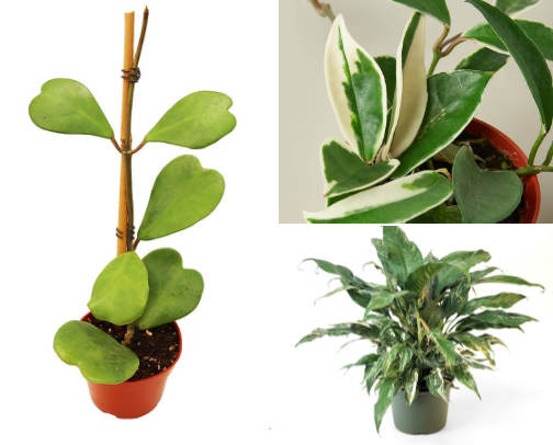 my houseplants (what I grow + how I keep them alive) 🌿 cover photo collage