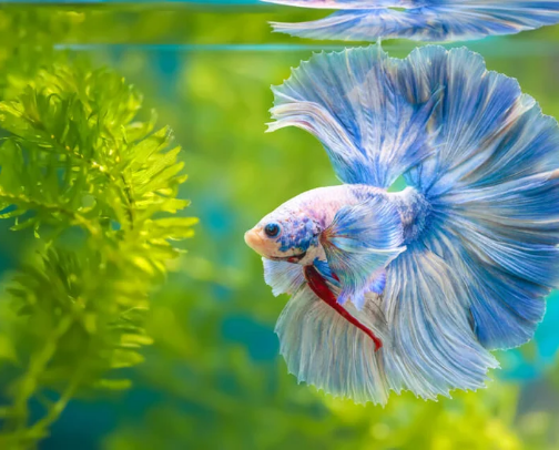The perfect Betta fish set up- and everything you need to know! cover photo collage