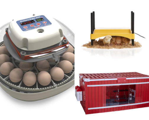 Chickens Keeping Must Haves cover photo collage