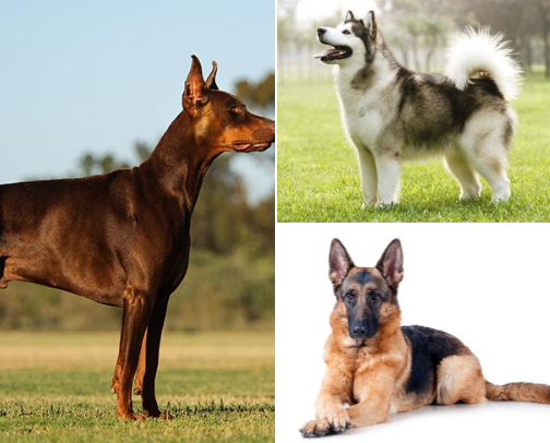 My top favorite large dog breeds 🐶 cover photo collage
