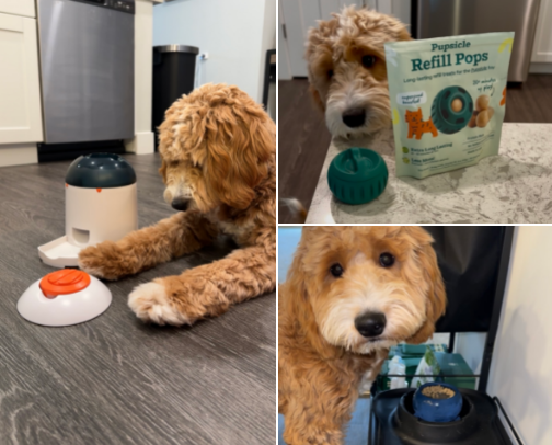 Dog Enrichment & Mental Stimulation cover photo collage