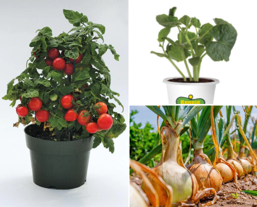 From garden to table cover photo collage
