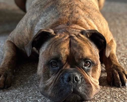 Tinkerbell’s Must-Have List! 🐾 cover photo collage