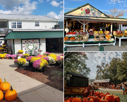 Cincinnati Tri-State Area Pumpkin Patches cover photo collage