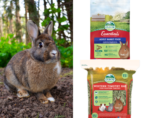 Bun Needs!!! cover photo collage