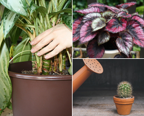 Houseplant Care for People Who Keep Apologizing to Their Plants cover photo collage