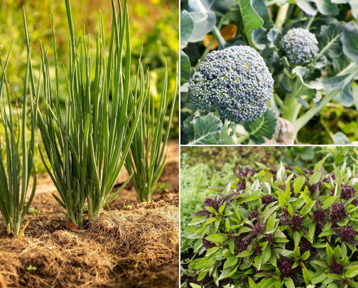 Vegetable Seeds cover photo collage