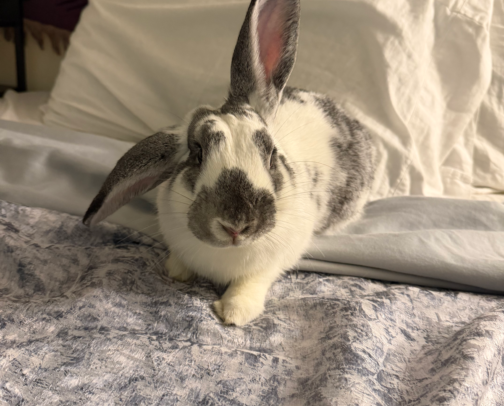 Bunny Essentials Starter Kit🐰 cover photo collage