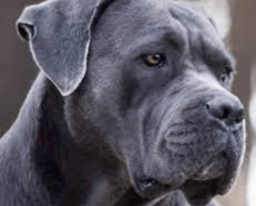Best Dog Items/Accessiores cover photo collage