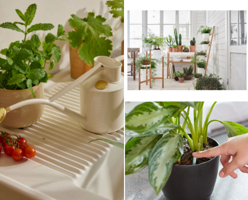 🌿 Indoor Plant Essentials for a Greener Home cover photo collage