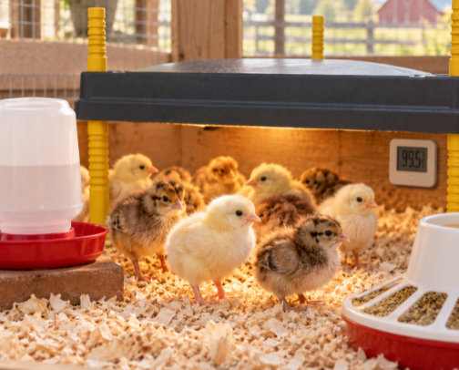 Chick Brooding Essentials That Prevent Early Losses cover photo collage