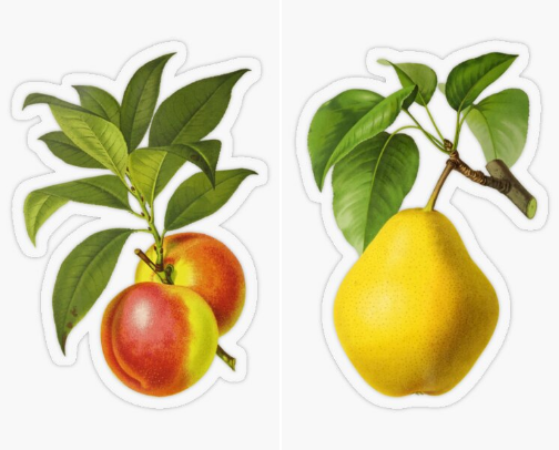 Stickers of Antique Fruit cover photo collage